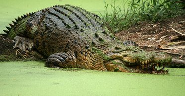 "Ядерні" крокодили. Поруч з атомною електростанцією розплодився рідкісний вид рептилій (фото)