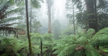 На Землі виростять ліс віком 50 мільйонів років: такий самий ріс на зниклому континенті