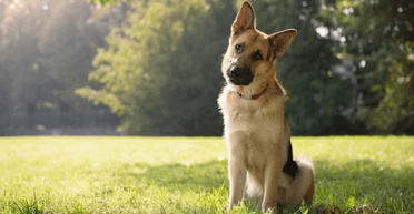 Каждое утро одно и то же: соседский пес доводит женщину до истерики из-за своего поведения