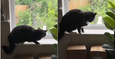Огромная чайка стучала в окно: реакция домашнего кота заставляет смеяться (видео)