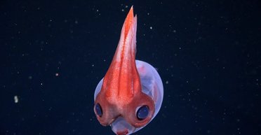 Фантом в "космосе": в глубинах океана запечатлели "танец" гигантской призрачной медузы (видео)