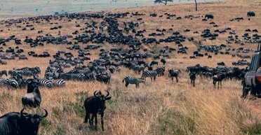 Самый непоседливый вид на Земле: движется в 40 раз больше, чем все наземные мигрирующие животные