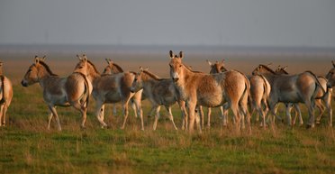 До РФ з "Асканії Нової" вивезли тварин на 22 млн грн: "директору" оголошено підозру