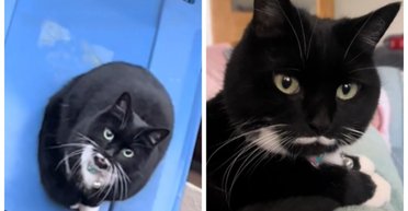 Женщина оставила кошку ночевать на улице: ее реакция на утро покорила сеть (фото)