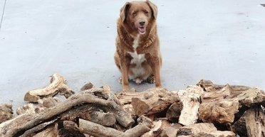 У Португалії помер найстаріший пес у світі (фото, відео)