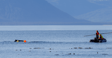 Три дня на привязи: защитники дикой природы спасли кита, который попал в ловушку (видео)