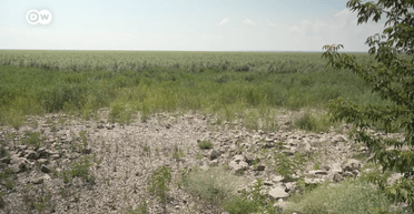 На місці Каховського водосховища утворився ліс, куди вже повернулися тварини (відео)