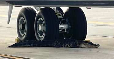 Аллигатор заблокировал военный самолет на базе ВВС США (видео)