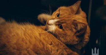 "Хвостаті побратими": Генштаб показав "бойових" котів, які підтримують військових на фронті (фото)