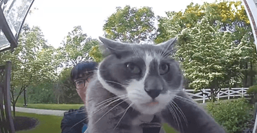 "Посмотрите на этого негодяя": реакция кота на "возвращение домой" рассмешила сеть (видео)