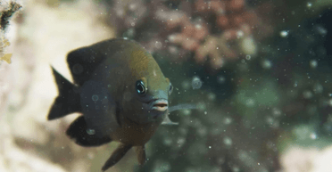 Найден вид тропических рыбок, который заводит собственных домашних животных