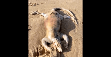 Похоже на инопланетянина. В Австралии на берег вынесло тело неизвестного существа (фото)