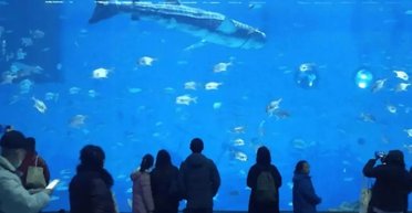 Хотели увидеть живую: китайцев возмутила акула-робот в новом зоопарке (видео)