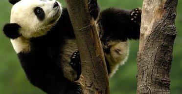 Панди організували власний Facebook: що з'ясували вчені