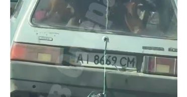 В Украине используют "Таврию" для перевозки крупного рогатого скота (видео)