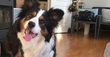 "Нужна работа": хозяйка заставляет собаку выбрасывать мусор, убирать и стирать одежду (видео)