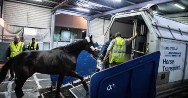 Хаос в воздухе: в США посадили самолет, в салон которого во время полета забежала лошадь (видео)