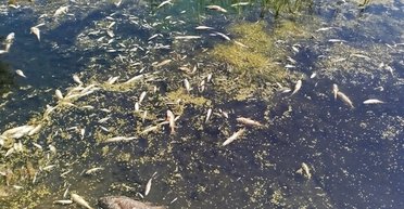 Загрязнение из реки Сейм, которая течет с территории РФ, уже достигло Десны, — Госводагентство