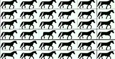 Хитра головоломка: тільки люди з ідеальним зором зможуть знайти коня без хвоста