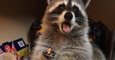 "Нацистские" еноты заполонили немецкий город: животные врываются в дома и нападают на людей