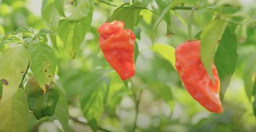 Каролінський жнець більше не найгостріший перець у світі: садівник зі США створив справжнього монстра