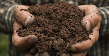 120 доларів за баночку: у продажі з'явилась земля, яка "приносить багатство" (фото)