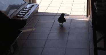 Вміє говорити привіт: ворона вже 26 років ходить снідати в один і той самий бар (відео)