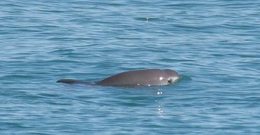 Залишилося всього 10 особин: яка тварина на Землі може зникнути швидше за всіх (фото)