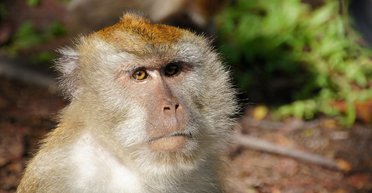 На Шрі-Ланці мавпа спричинила блекаут по всій країні: деталі