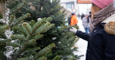 У Києві стартував продаж новорічних ялинок: де купити і скільки коштує