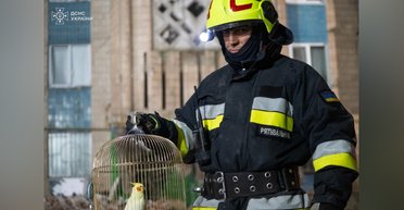 Маленькое чудо: в Тернополе под завалами дома нашли живого попугая (видео)