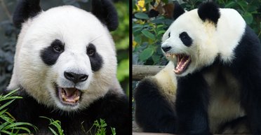 Самые милые медведи в мире совсем не безобидны: почему следует бояться панд
