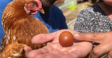 Сім'я знайшла надзвичайно рідкісне, повністю кругле яйце: скільки вони зароблять (фото)