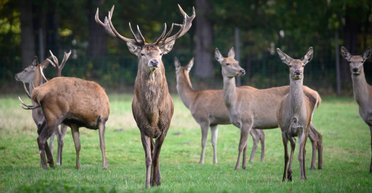 Cпят во время еды: ученые раскрыли уникальный секрет "эффективности" северных оленей