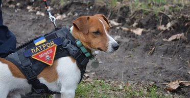 "Культ": в РФ пропагандисты запустили фейк о церкви "Святого пса Патрона" (видео)