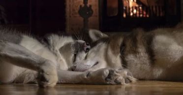 Жінка не закрила двері у будинок: потім вона почула, що у вітальні "щось" спить (фото)