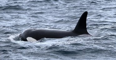 В Австралии 157 косаток массово выбросились на сушу: ученые не могут выяснить причину