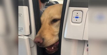 Женщина боялась лететь: собака успокоила ее во время полета (видео)