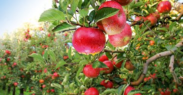Яблочный пас. Кто спасет украинских садоводов от рекордного урожая