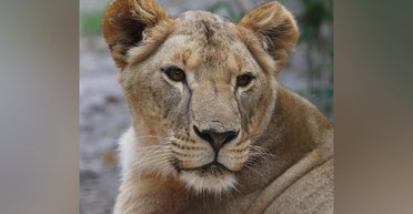 Врятована під Харковом левиця померла в Південній Африці (фото)