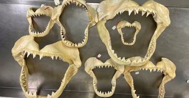 В каком возрасте большие белые акулы становятся особенно опасными: у них вырастают зубы убийц