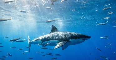 Огромный марлин на сутки затянул рыбака в открытый океан с акулами (фото)