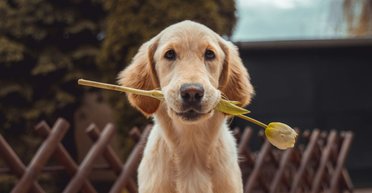 Какую еду не стоит давать собакам: ТОП-5 запрещенных продуктов