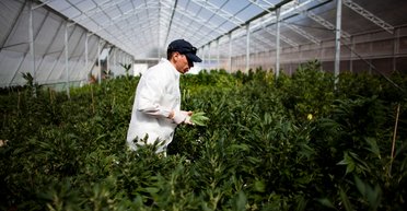 Трава преткновения. Почему Рада не приняла закон об использовании каннабиса в медицинских целях