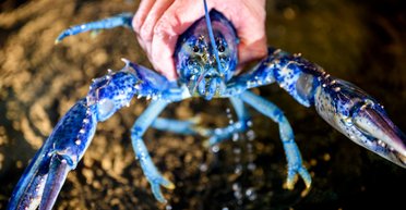 Уникального омара поймали в Атлантическом океане: был всего один шанс на 200 миллионов (видео)