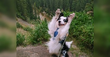 Новый герой интернет-мемов: прогулка Майло в горах стала вирусной в сети (фото)