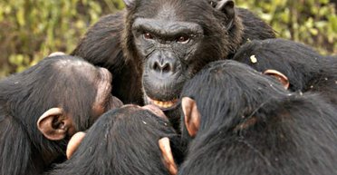 Шимпанзе с канистрой. Как с гарантией обречь на неудачу любую реформу в политике и экономике