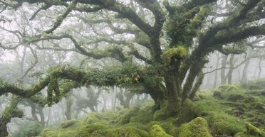 Хоббиты могли топтать тут дорожки: лес из "Властелина колец" Толкина действительно существует (видео)