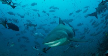 У всі тяжкі: на Багамах акули пристрастилися до кокаїну і кофеїну (фото)