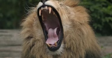 Тело мертвого льва нашли на свалке завода в Ровенской области (фото)